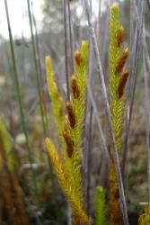 Lycopodiella lateralis. Mature chocolate-brown strobili borne laterally on aerial stems.
 Image: L.R. Perrie © Leon Perrie CC BY-NC 4.0